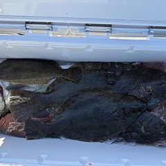 11月 20日(金)午前便・ヒラメ釣りの写真その11