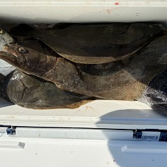 11月 20日(金)午前便・ヒラメ釣りの写真その12