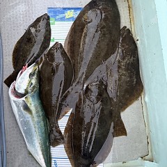 11月 23日(日)午後便・ヒラメ釣りの写真その7