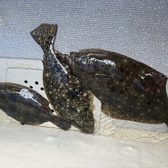 11月23日（日）午前便・ヒラメ釣りの写真その8