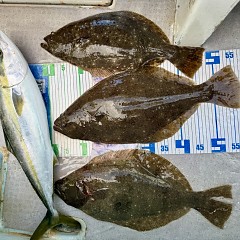 11月 27日（木）一日便・泳がせ釣りの写真その6