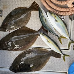 11月 27日（木）一日便・泳がせ釣りの写真その7