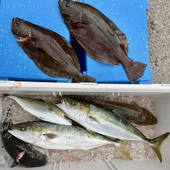 11月 27日（木）一日便・泳がせ釣りの写真その10