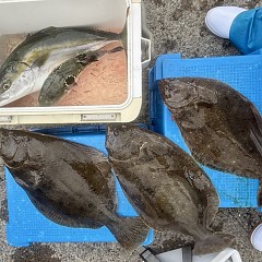 11月 27日（木）一日便・泳がせ釣りの写真その11