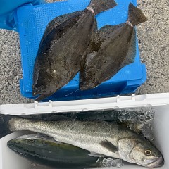 11月 27日（木）一日便・泳がせ釣りの写真その12