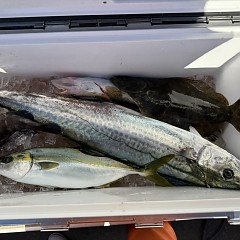 11月29日(土)一日便泳がせ釣りの写真その12