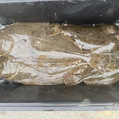 12月 1日(月)一日便・泳がせ釣りの写真その6