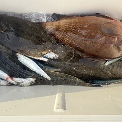 12月 1日(月)一日便・泳がせ釣りの写真その7