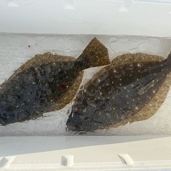 12月 1日(月)一日便・泳がせ釣りの写真その8