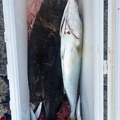 12月2日（火）一日便・泳がせ釣りの写真その9