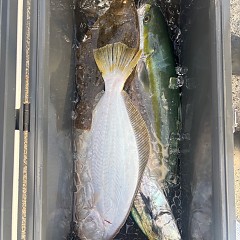 12月2日（火）一日便・泳がせ釣りの写真その10