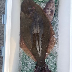 12月2日（火）一日便・泳がせ釣りの写真その11