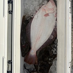 12月5日(金)一日便・イワシの泳がせ釣りの写真その7