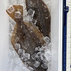 12月5日(金)一日便・イワシの泳がせ釣りの写真その9