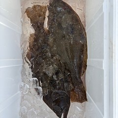 12月5日(金)一日便・イワシの泳がせ釣りの写真その10