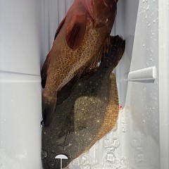 12月6日(土)午前便・泳がせ釣りの写真その5