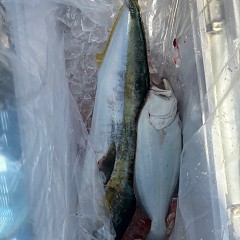 12月6日(土)午前便・泳がせ釣りの写真その8