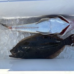 12月6日(土)午前便・泳がせ釣りの写真その9