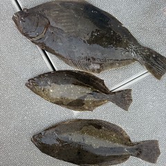 12月 8日(月)8時出船・泳がせ釣りの写真その11