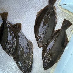 12月 10日(水)一日便・泳がせ釣りの写真その12