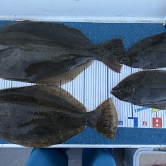 12月 11日(木)一日便・泳がせ釣りの写真その11