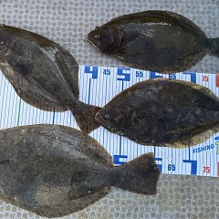 12月 11日(木)一日便・泳がせ釣りの写真その12