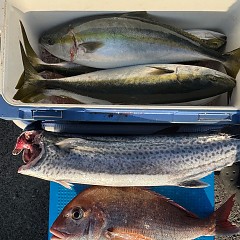 12月11日(木)一日便泳がせ釣りの写真その5