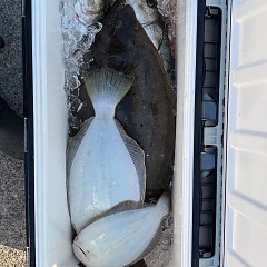 12月11日(木)一日便泳がせ釣りの写真その7