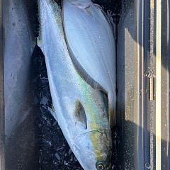 12月11日(木)一日便泳がせ釣りの写真その8