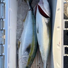 12月11日(木)一日便泳がせ釣りの写真その9