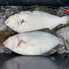 12月 13日(土)午後便・・泳がせ釣りの写真その7