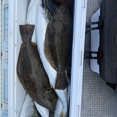 12月 15日(月)一日便・泳がせ釣りの写真その7