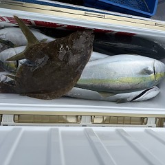 12月 15日(月)一日便・泳がせ釣りの写真その8