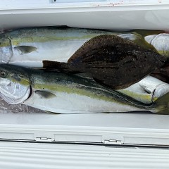 12月 15日(月)一日便・泳がせ釣りの写真その9