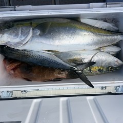 12月 15日(月)一日便・泳がせ釣りの写真その10