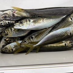 12月17日（水）午後便・アジ釣りの写真その6