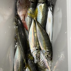 12月17日（水）午後便・アジ釣りの写真その7