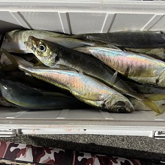 12月17日（水）午後便・アジ釣りの写真その8