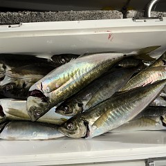 12月17日（水）午後便・アジ釣りの写真その9