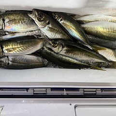 12月17日（水）午後便・アジ釣りの写真その10