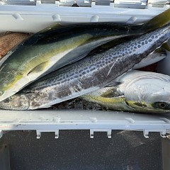12月 18日（木）一日便・泳がせ釣りの写真その3