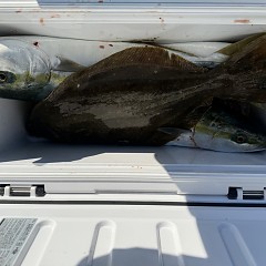 12月 18日（木）一日便・泳がせ釣りの写真その7