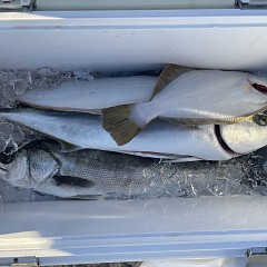 12月 18日（木）一日便・泳がせ釣りの写真その10