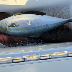 12月 18日（木）一日便・泳がせ釣りの写真その12