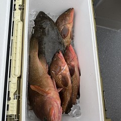 12月20日（土）午前便・泳がせ釣りの写真その10