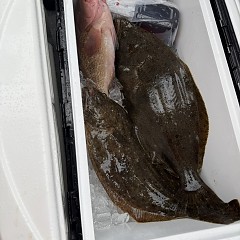 12月20日（土）午前便・泳がせ釣りの写真その11