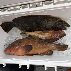 12月20日（土）午前便・泳がせ釣りの写真その12