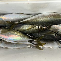 12月20日（土）午後便・アジ釣りの写真その1