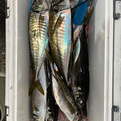 12月20日（土）午後便・アジ釣りの写真その3