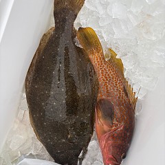 12月25日（木）午前便・泳がせ釣りの写真その4